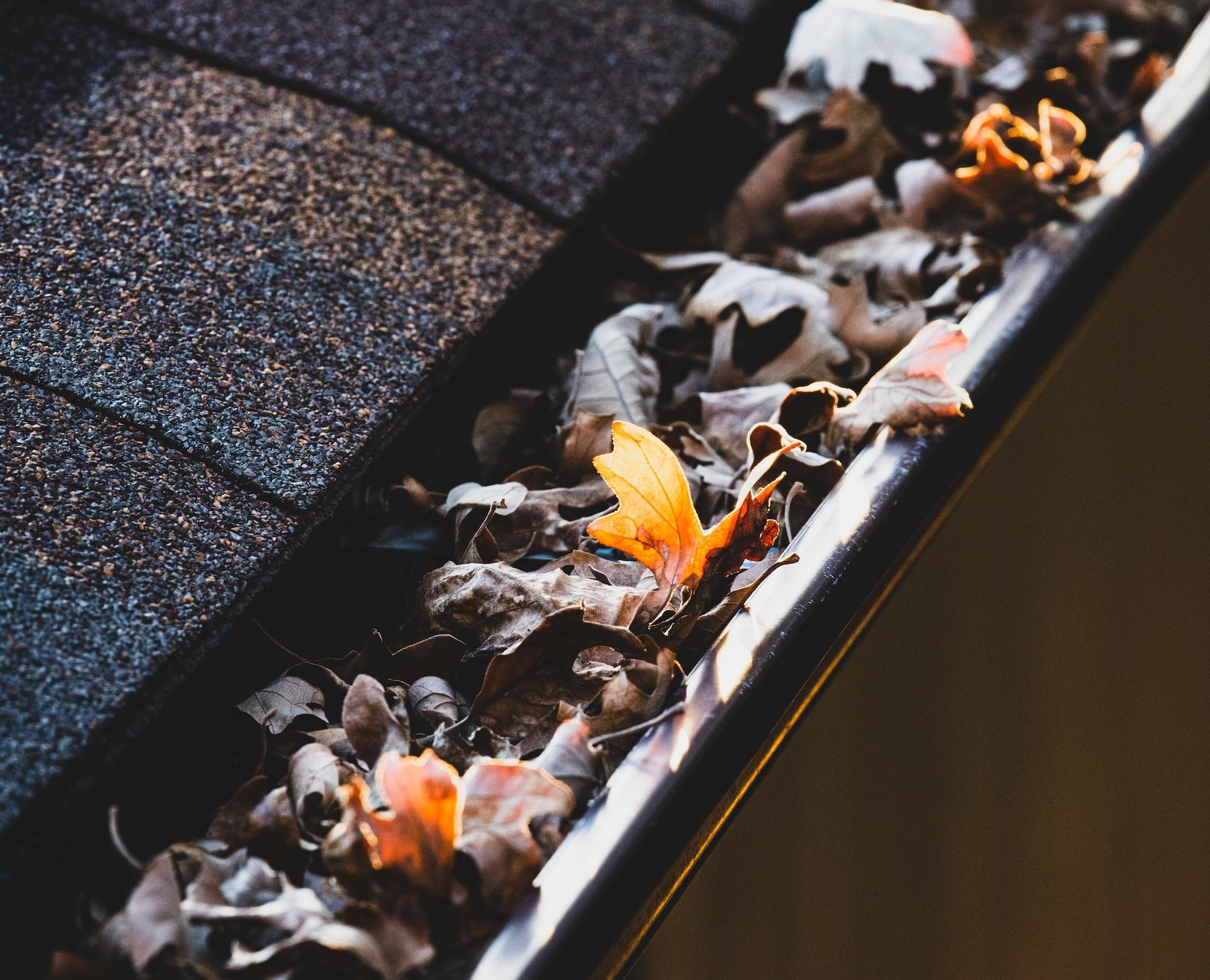 a group of bees on a wood surface