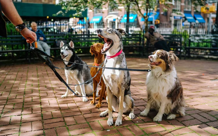 Find Your Perfect Puppy: Discover Adorable Companions Ready for Love!