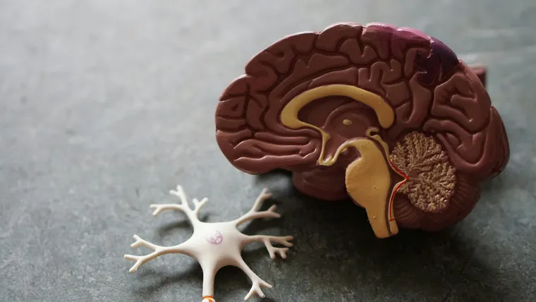 Top Vitamins to Boost Brain Health: Unlock Sharper Focus and Mental Clarity Naturally